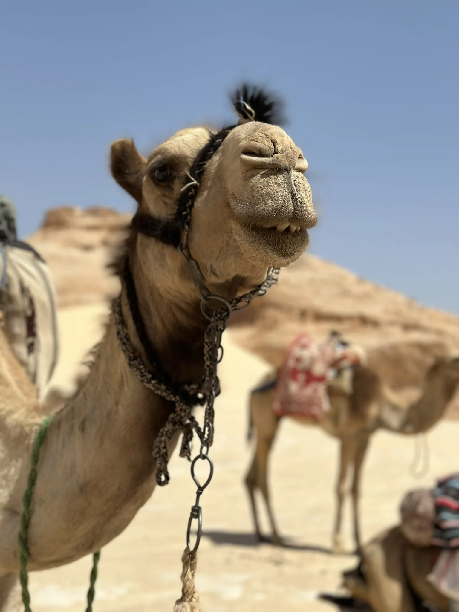 Kamel schaut direkt in die Kamera, Wüste des Süd-Sinai im Hintergrund
