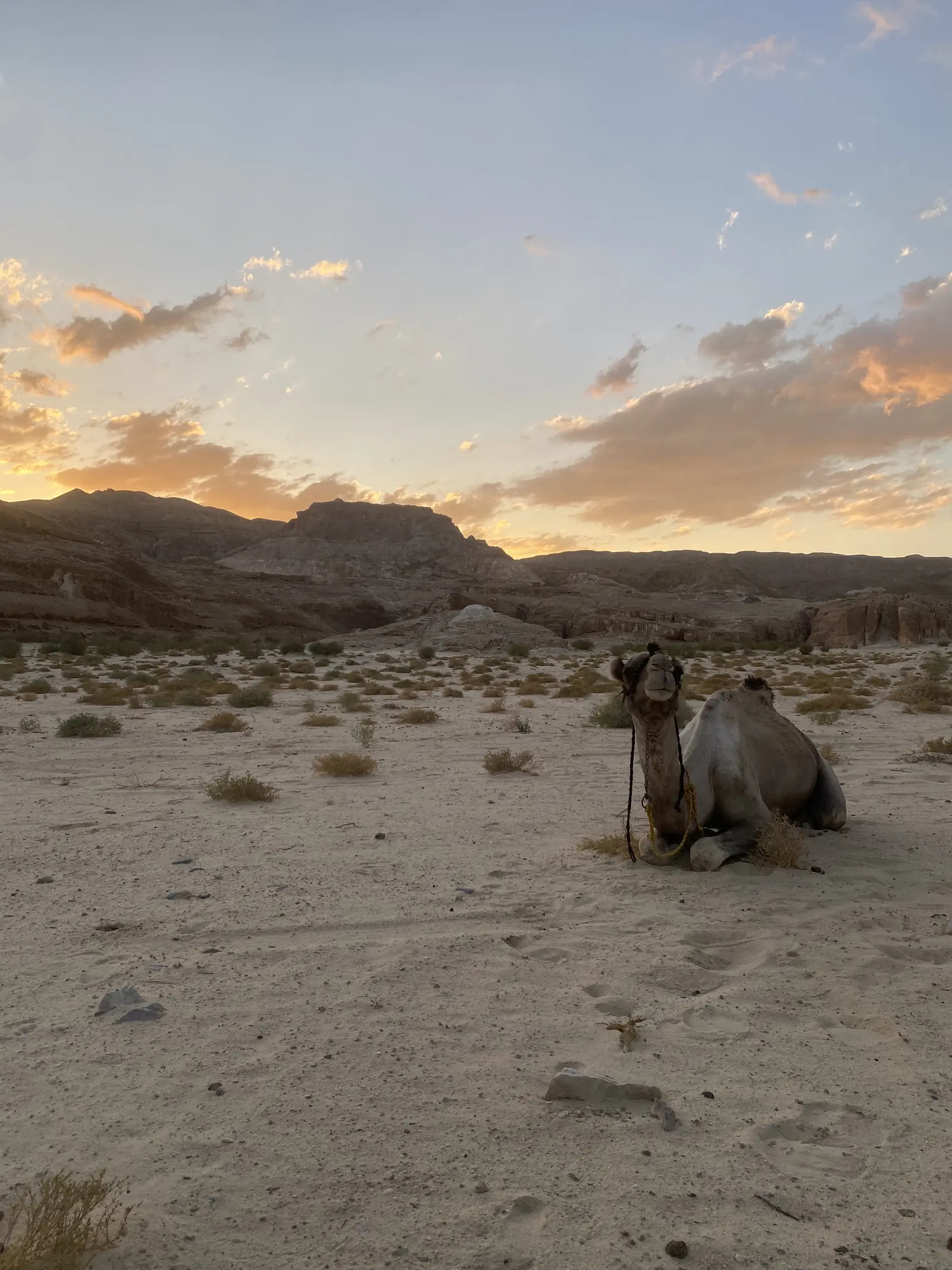 Kamel liegt in der Wüste des Süd-Sinai bei goldenem Sonnenuntergang