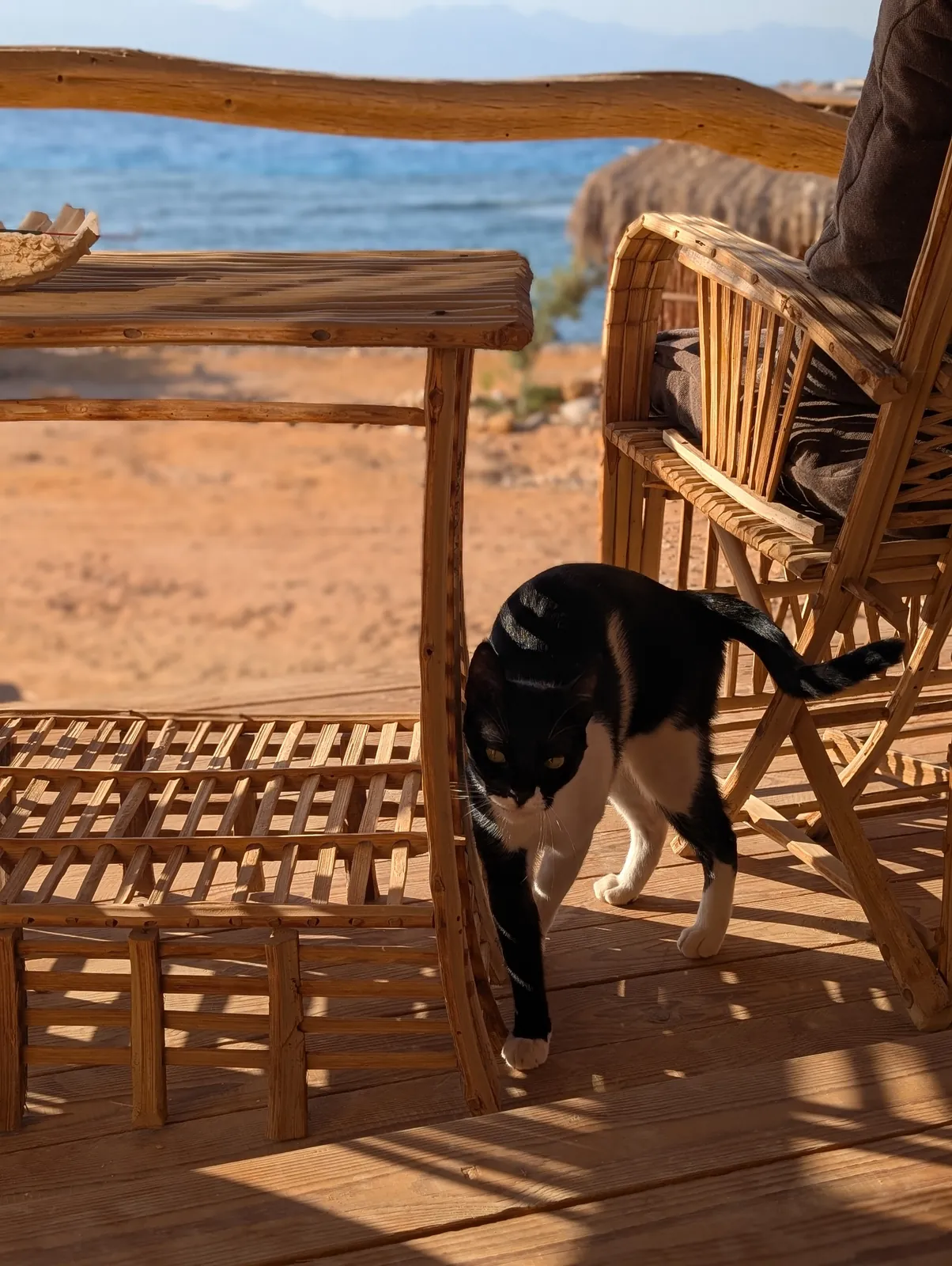 Katze streift über die Holzterrasse des RockSea Camps mit Blick aufs Rote Meer