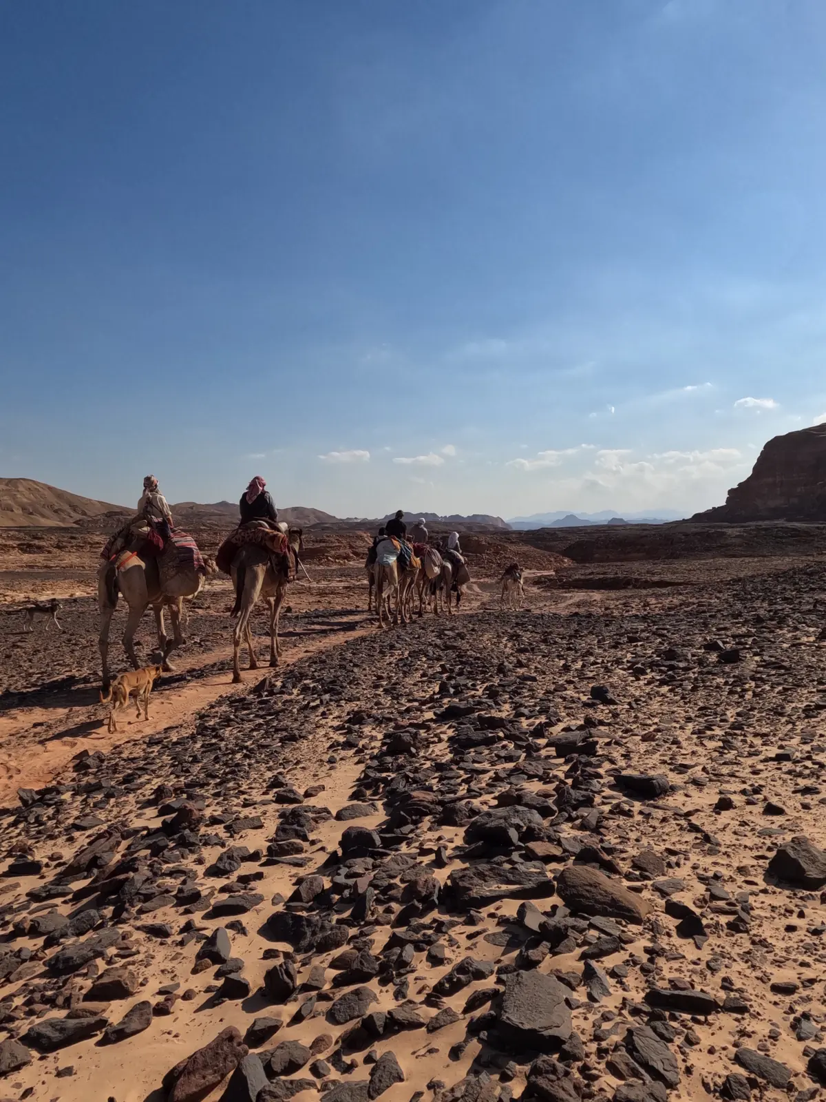 Kamelkarawane mit Beduinen und Hund auf einem Pfad in der Wüste des Süd-Sinai