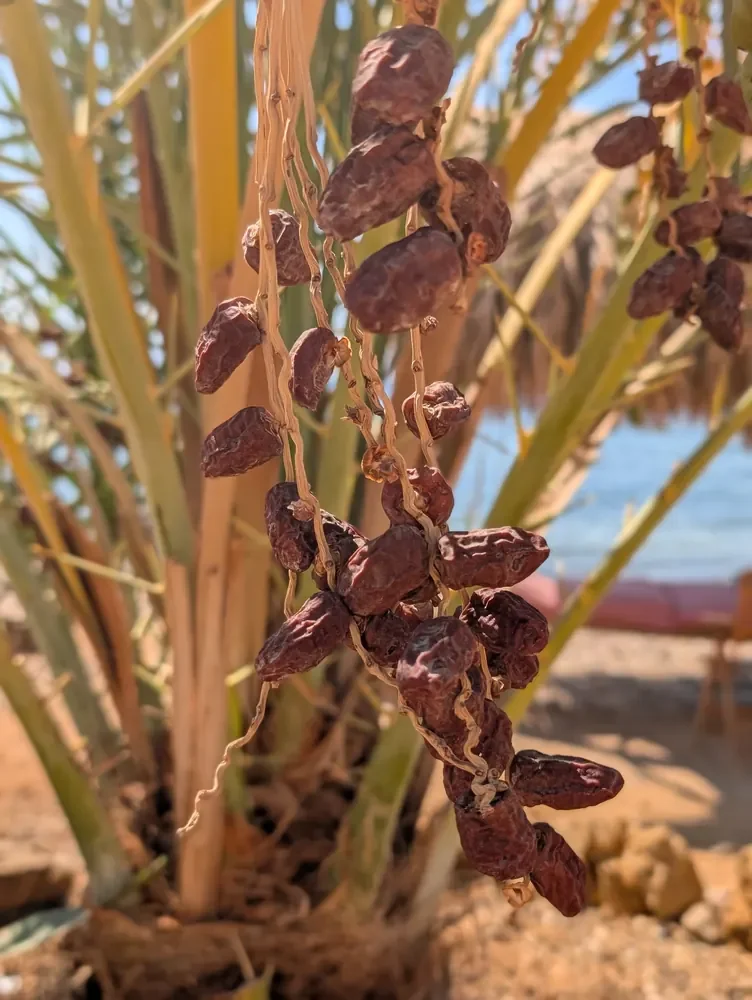 Reife Datteln hängen an einer Palme im RockSea Camp in Nuweiba, im Hintergrund das Rote Meer