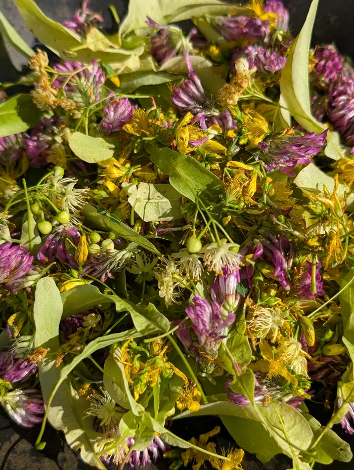 Kräutergarten in Eichstegen mit frischen Heilpflanzen